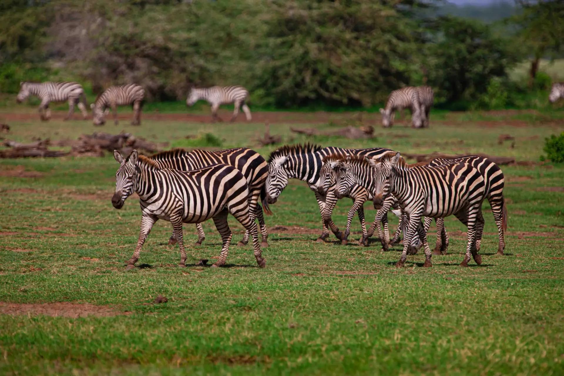 Giraffes in Arusha