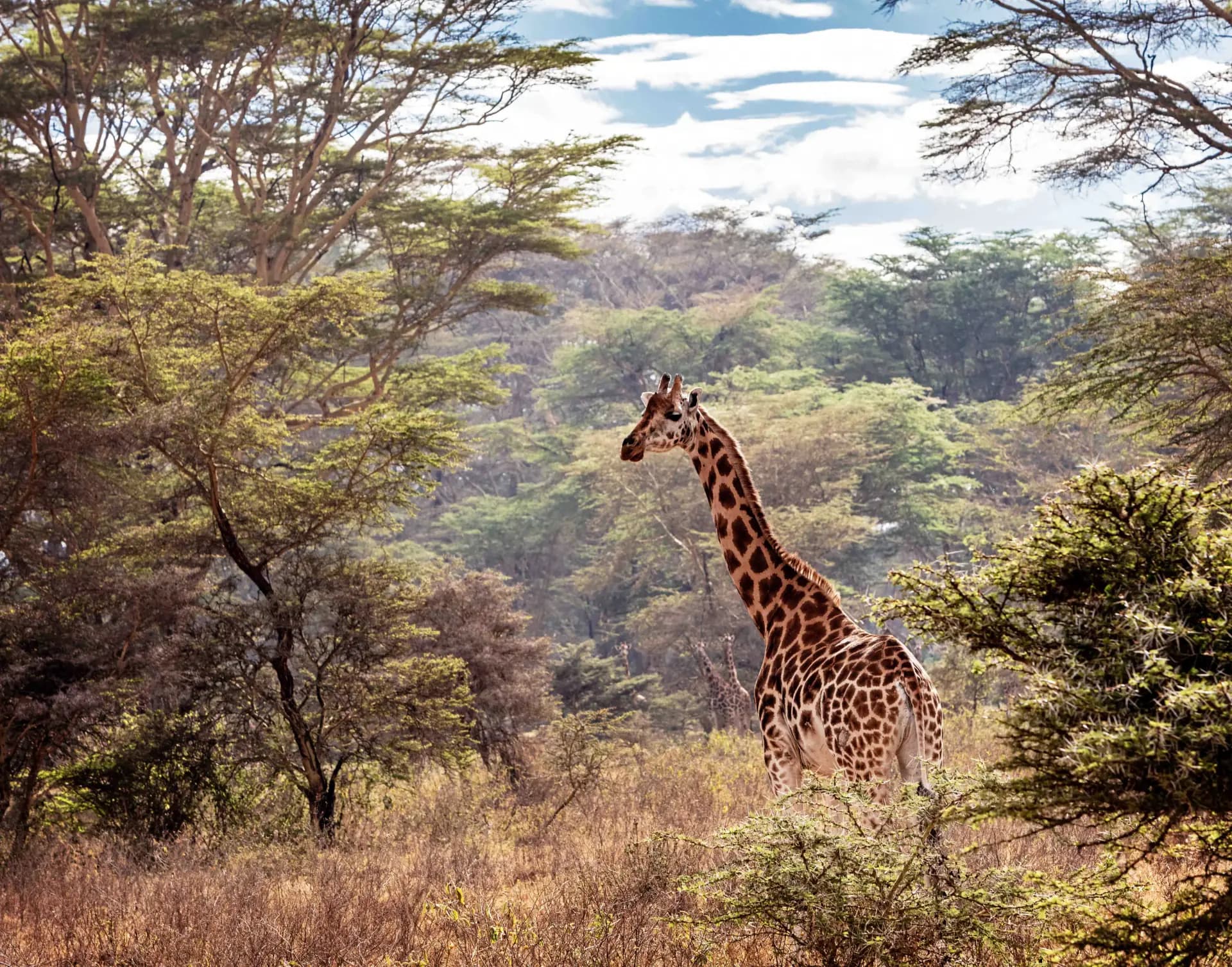 Manyara Canopy