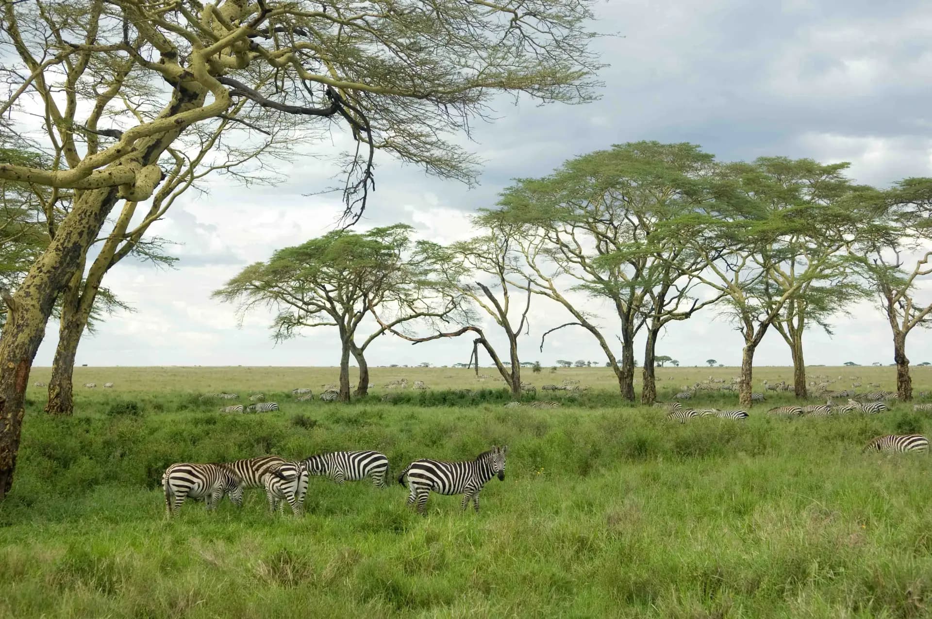Manyara Baboons