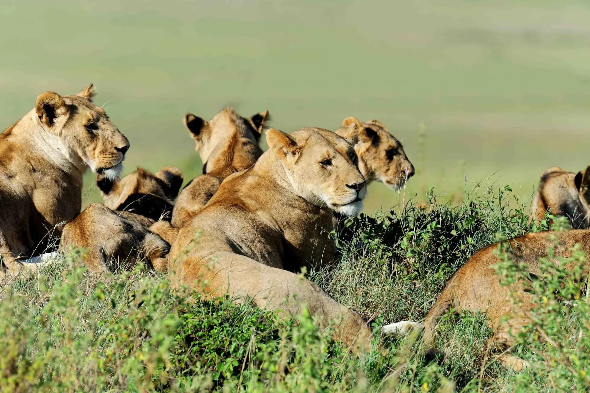 Ngorongoro Crater Floor