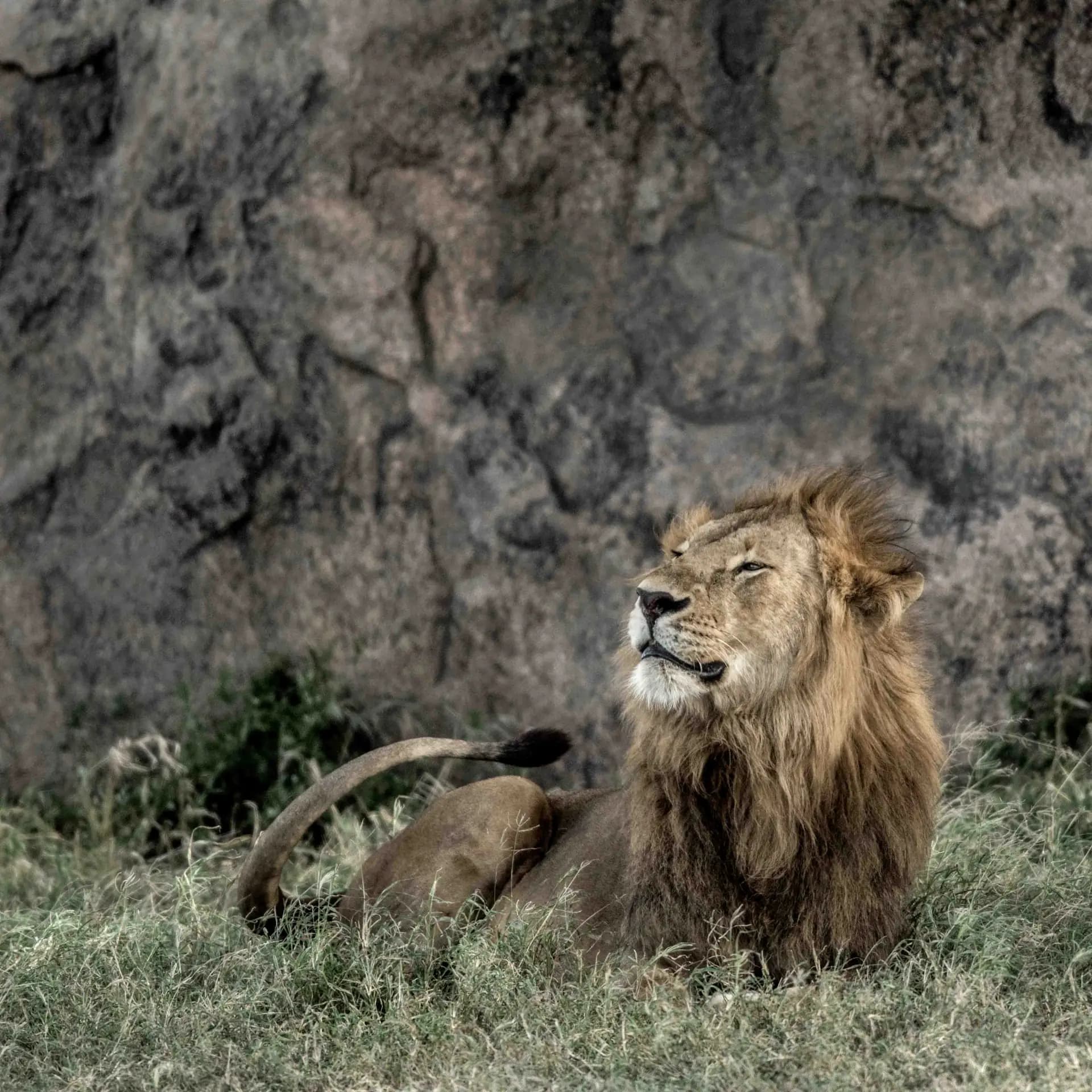 Serengeti Cheetah