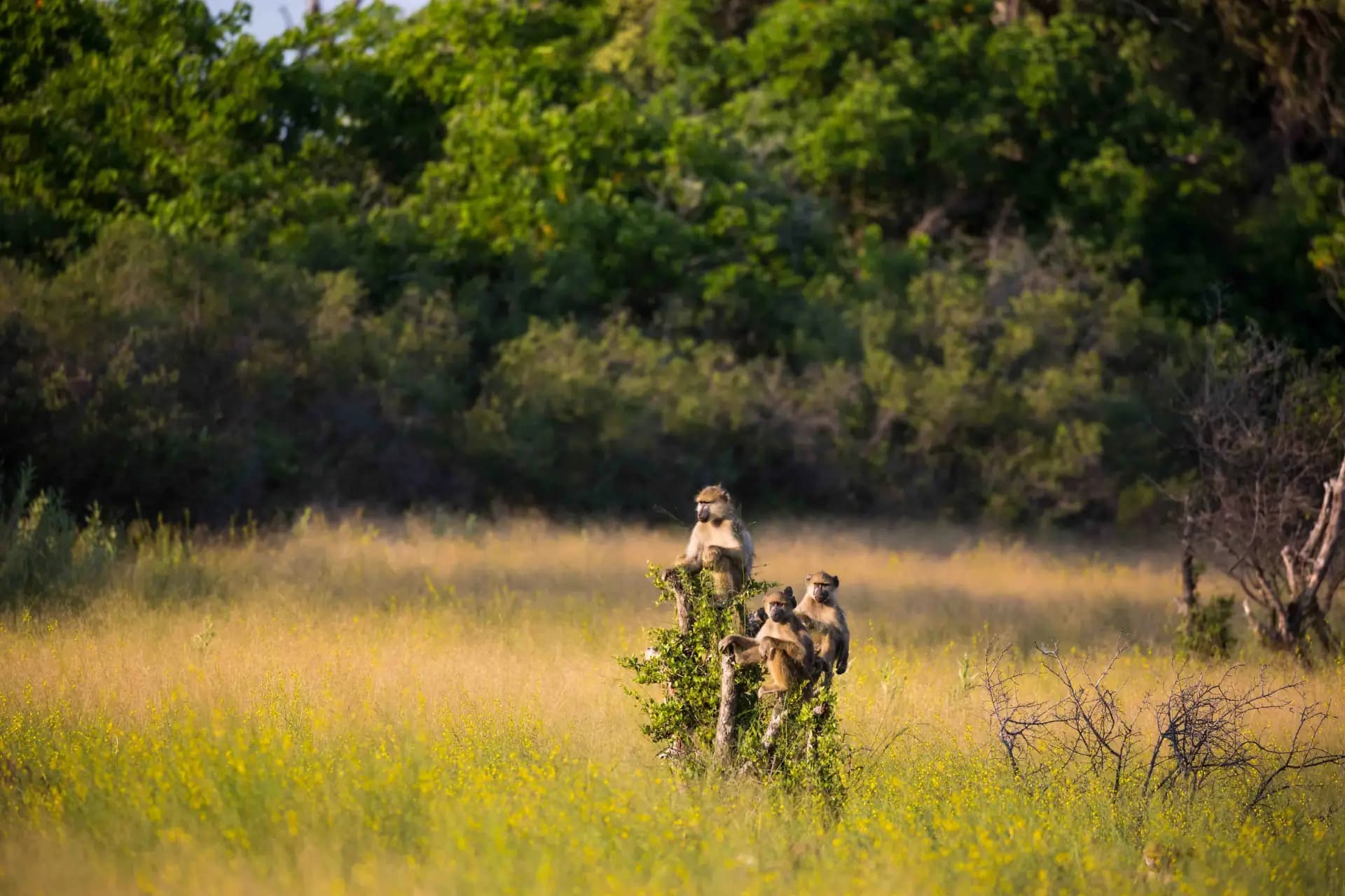 Tarangire National Park