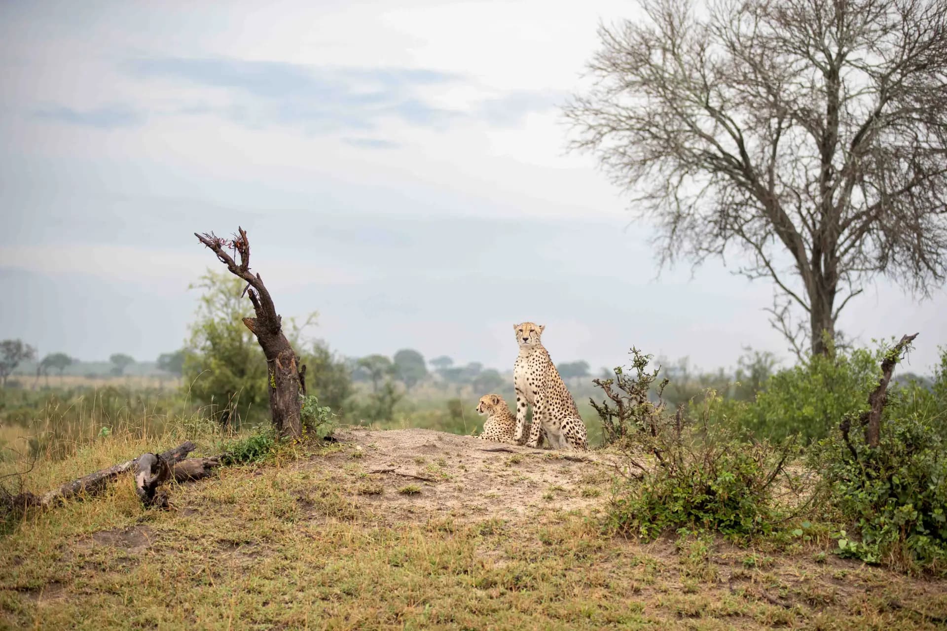 Tarangire Wildlife