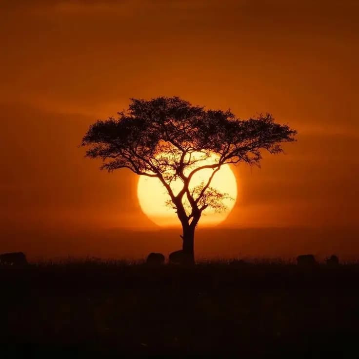 Serenity Africa – Serengeti Sunset