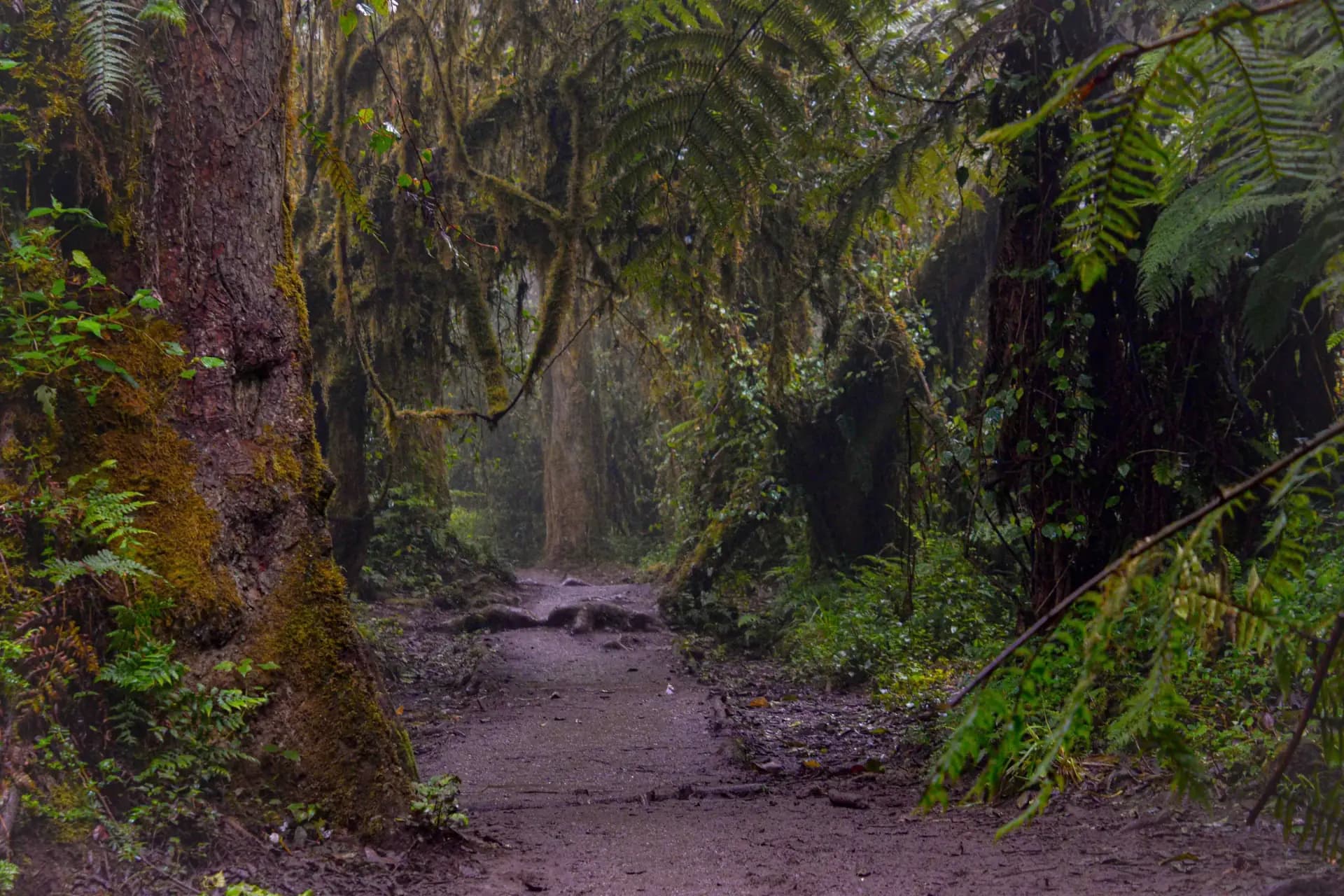 Kili Scene