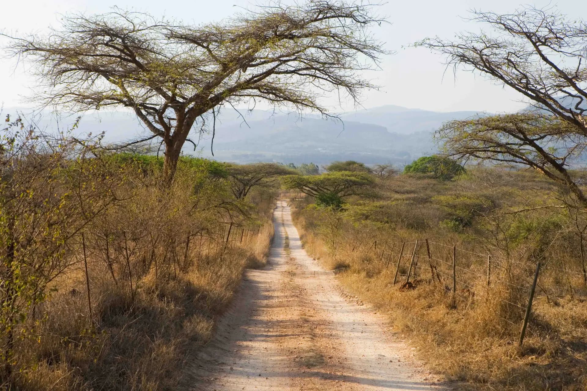 Manyara Elephants