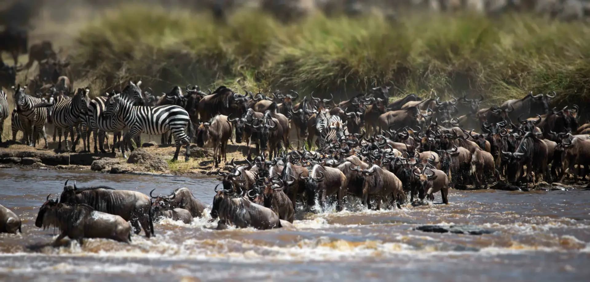 Great Migration Safari