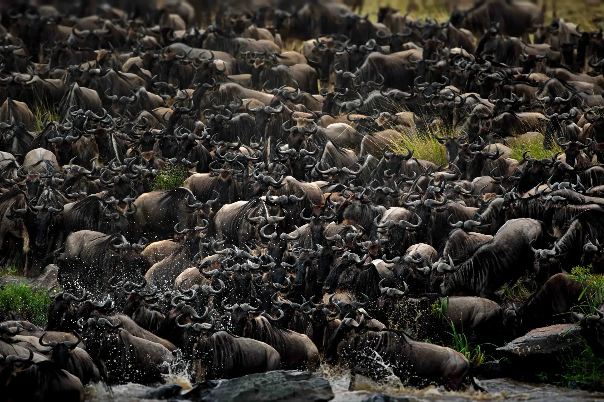 Northern Serengeti Migration