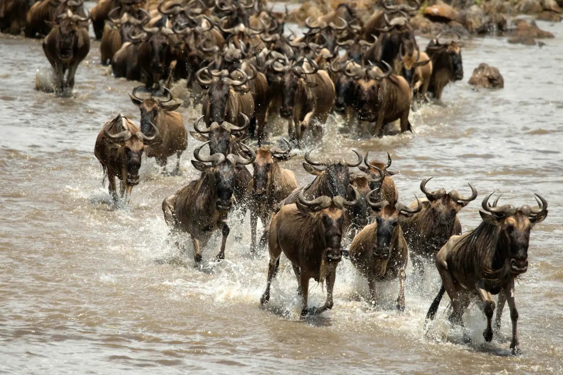 The Great Migration