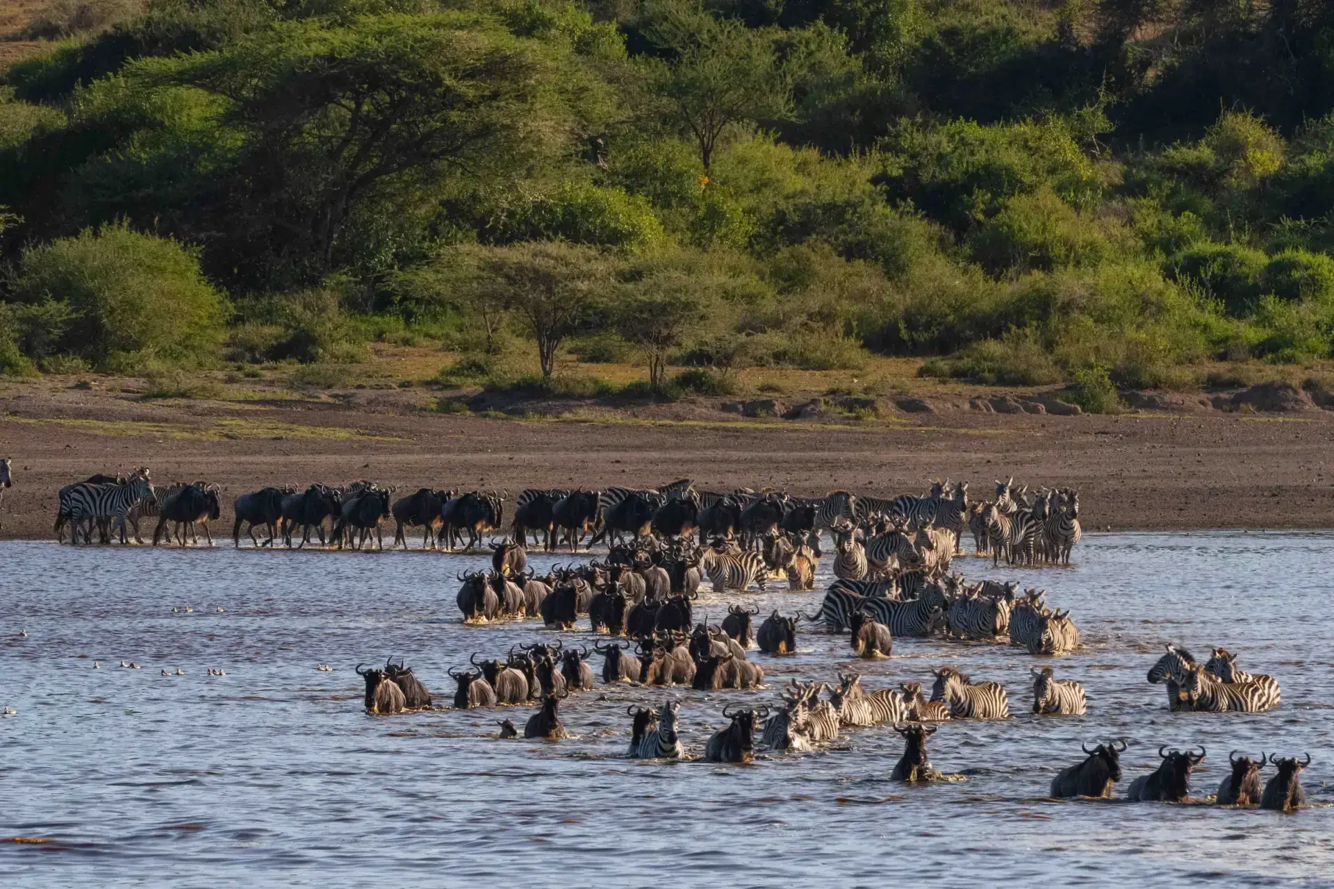 Migration Balloon Safari