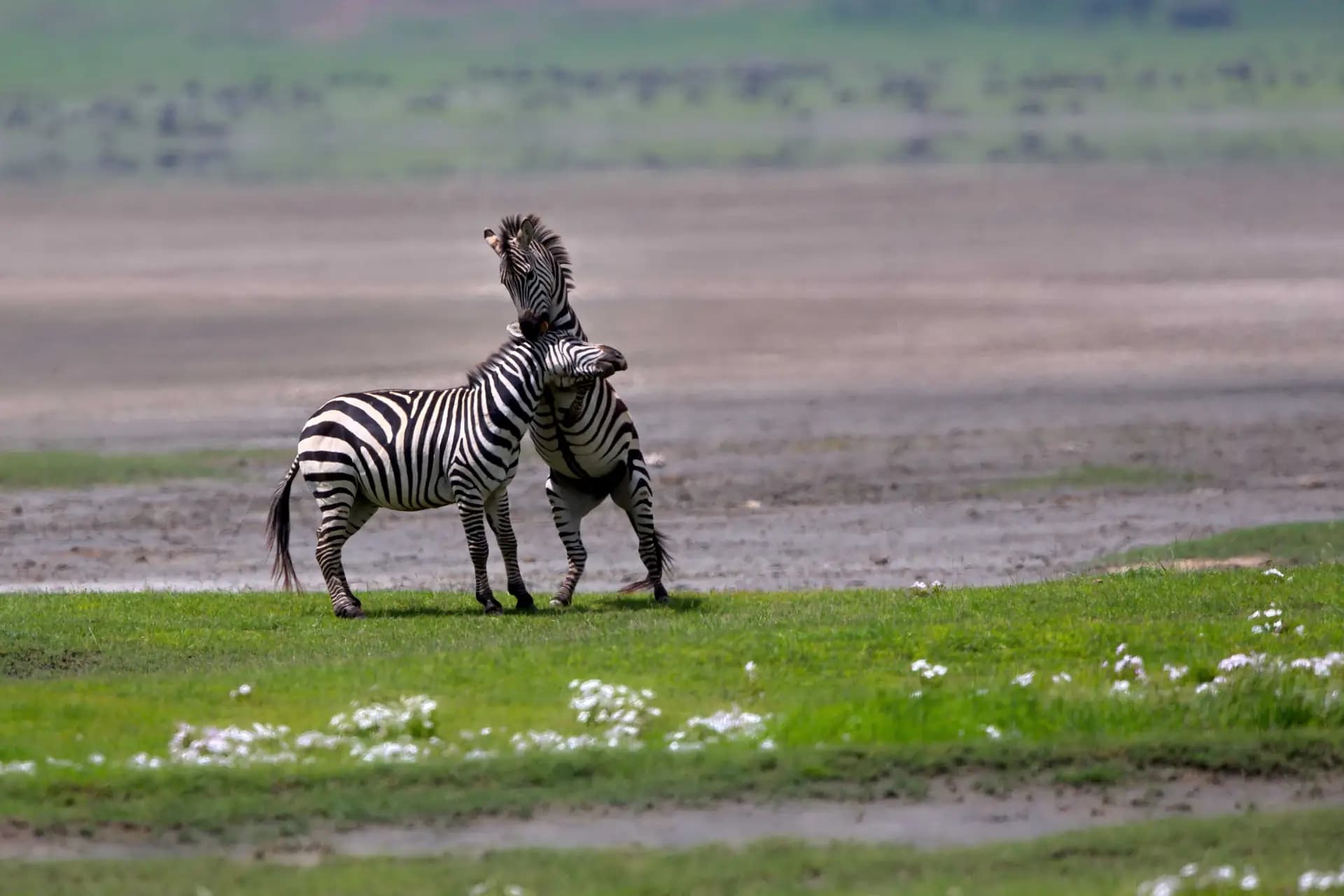How Your Safari Supports Local Communities