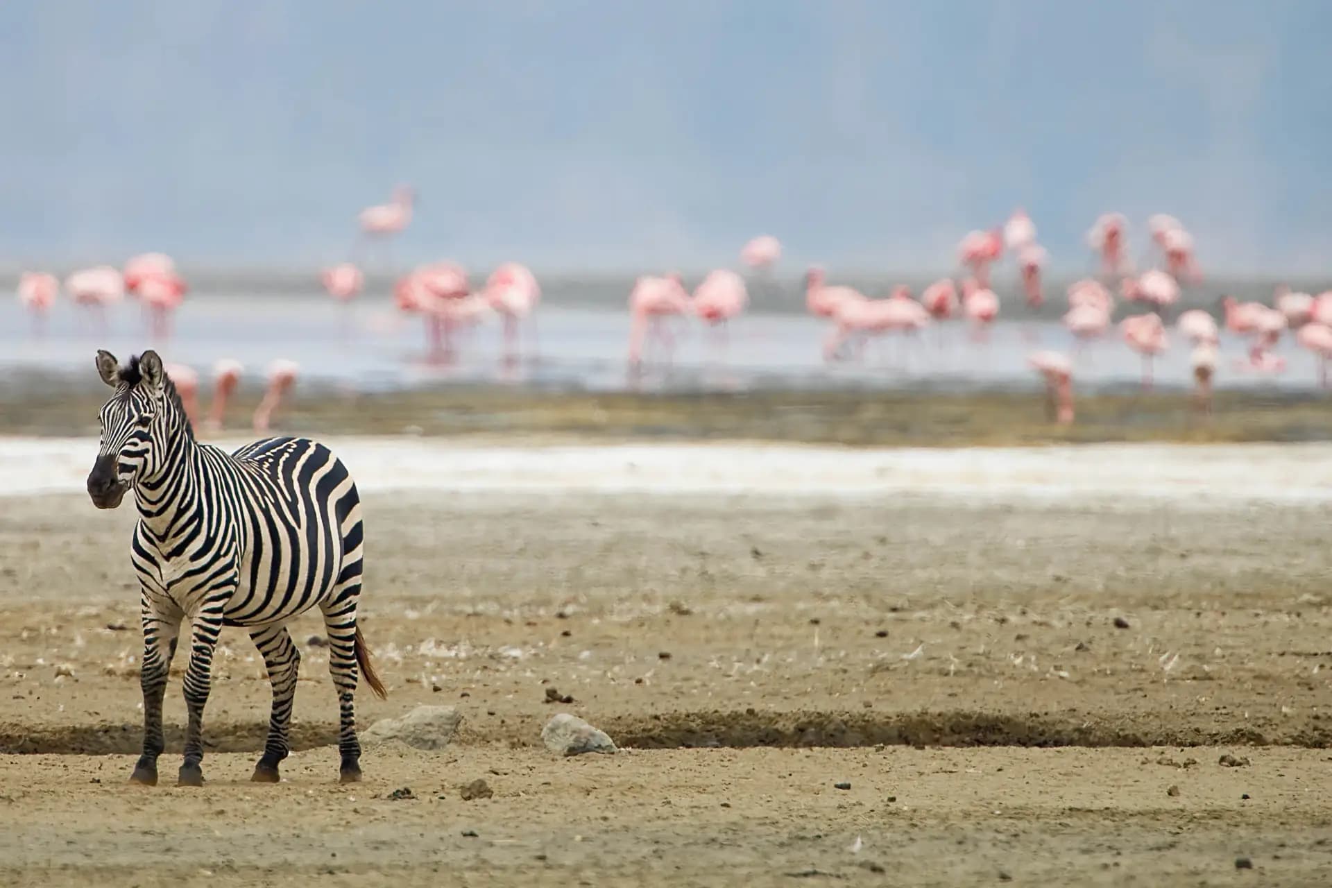 Flamingos