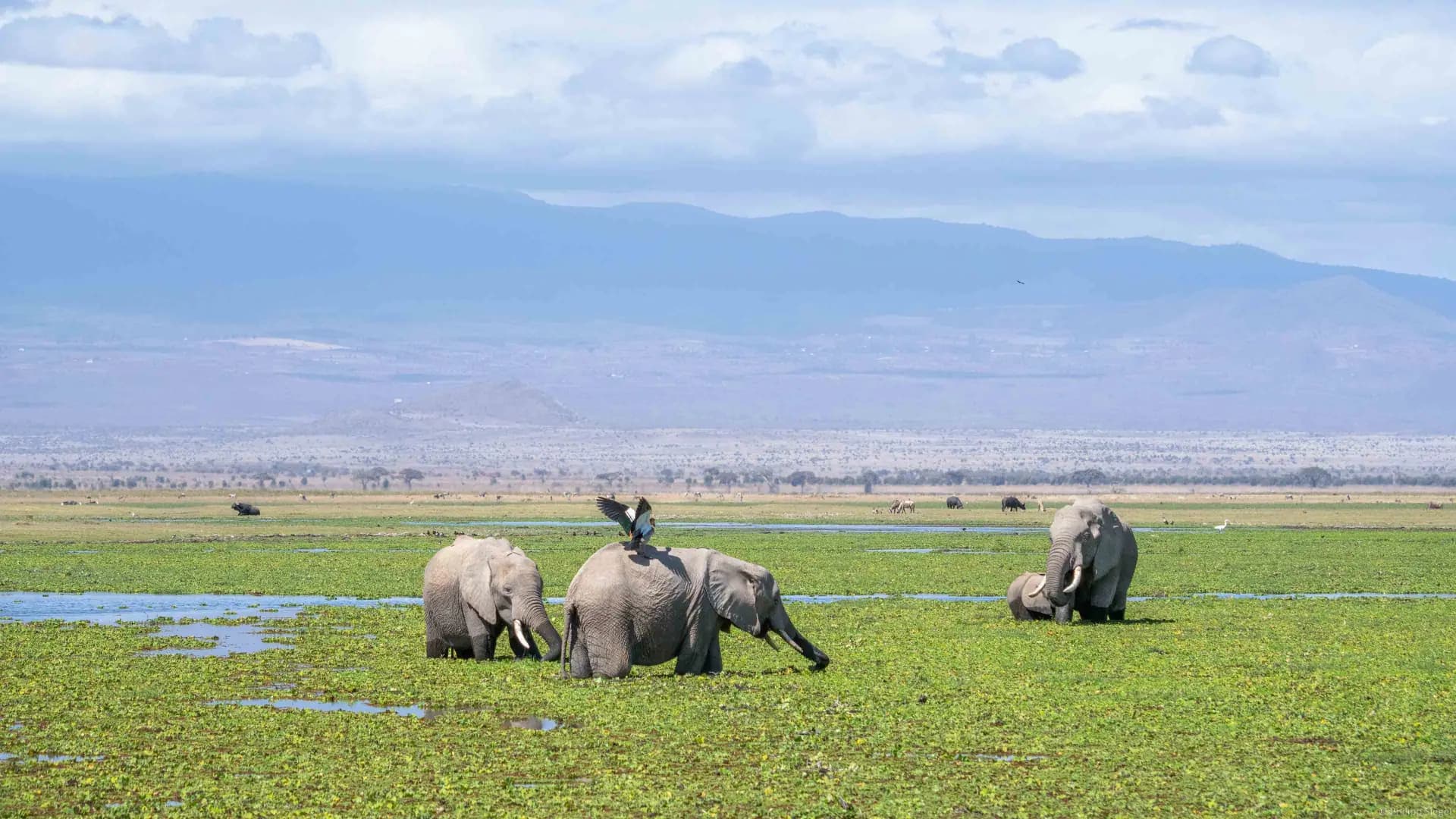 Maasai