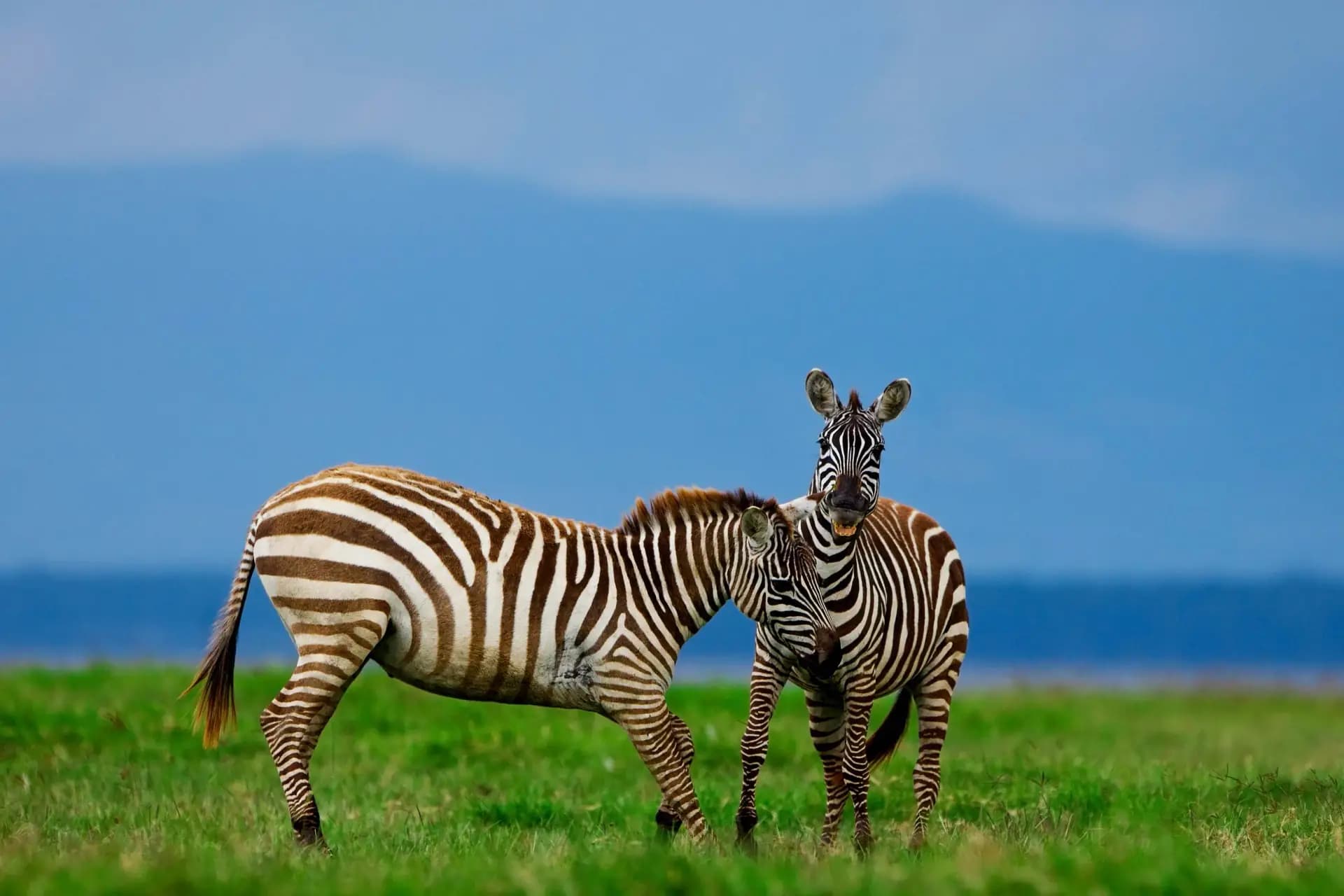 Wildlife in Ngorongoro