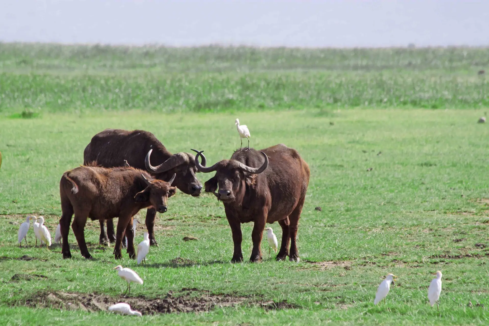 Maasai Immersion Experience