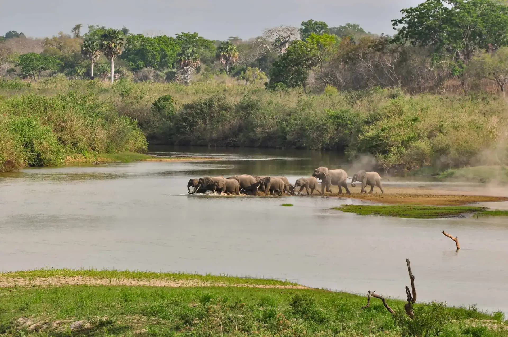 Nyerere Wildlife