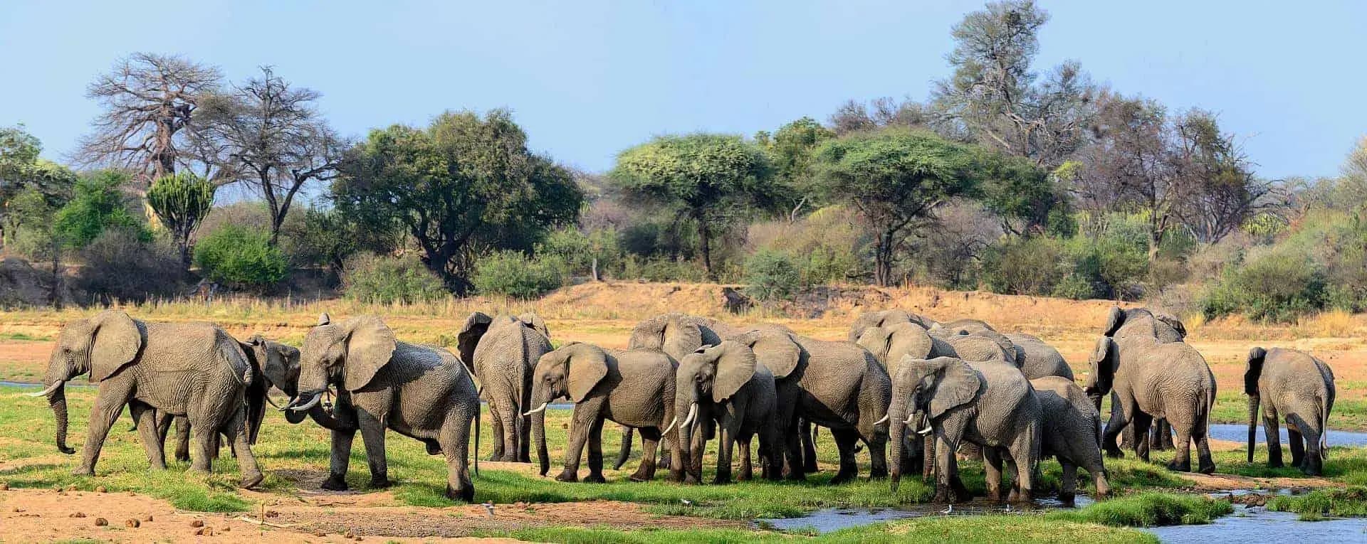 Ruaha Wildlife