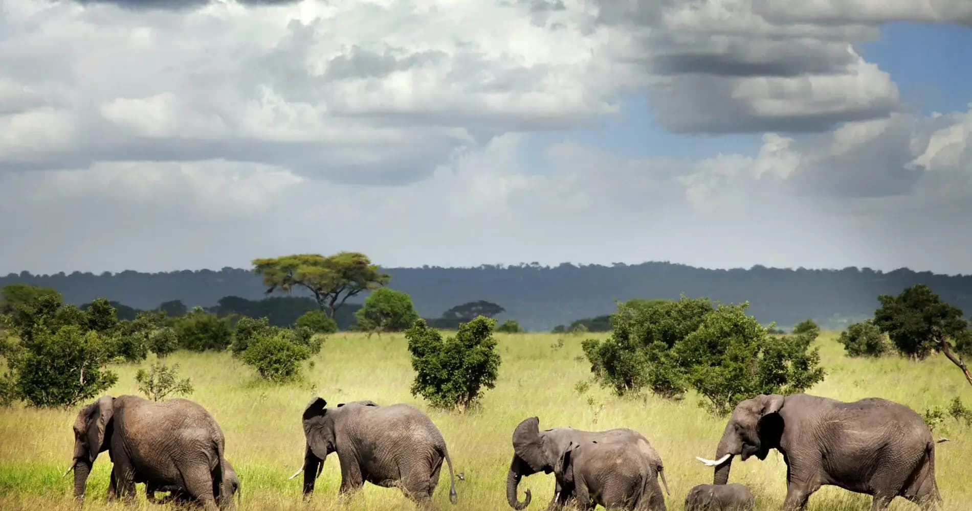 Ruaha Safari
