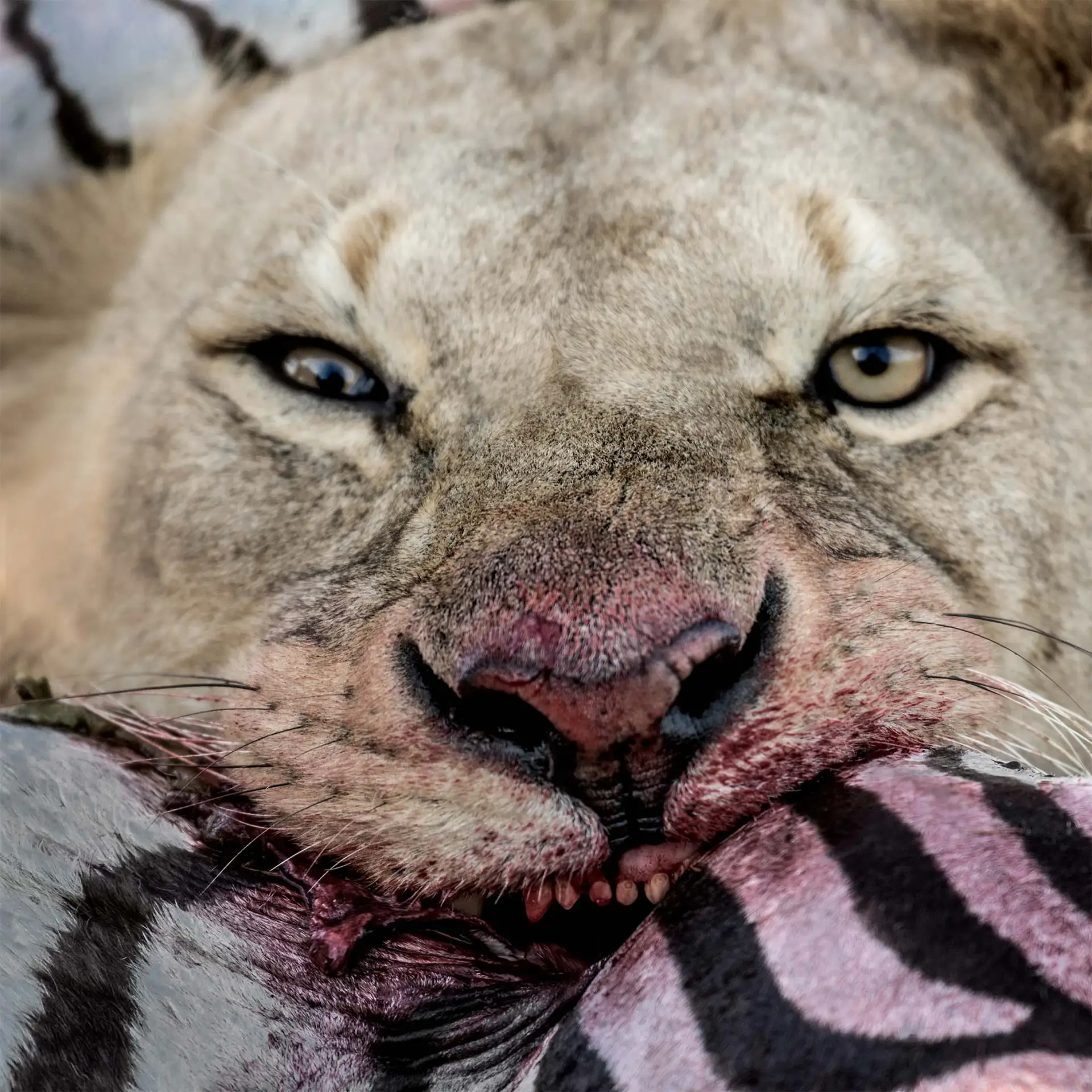 Tracking wildlife