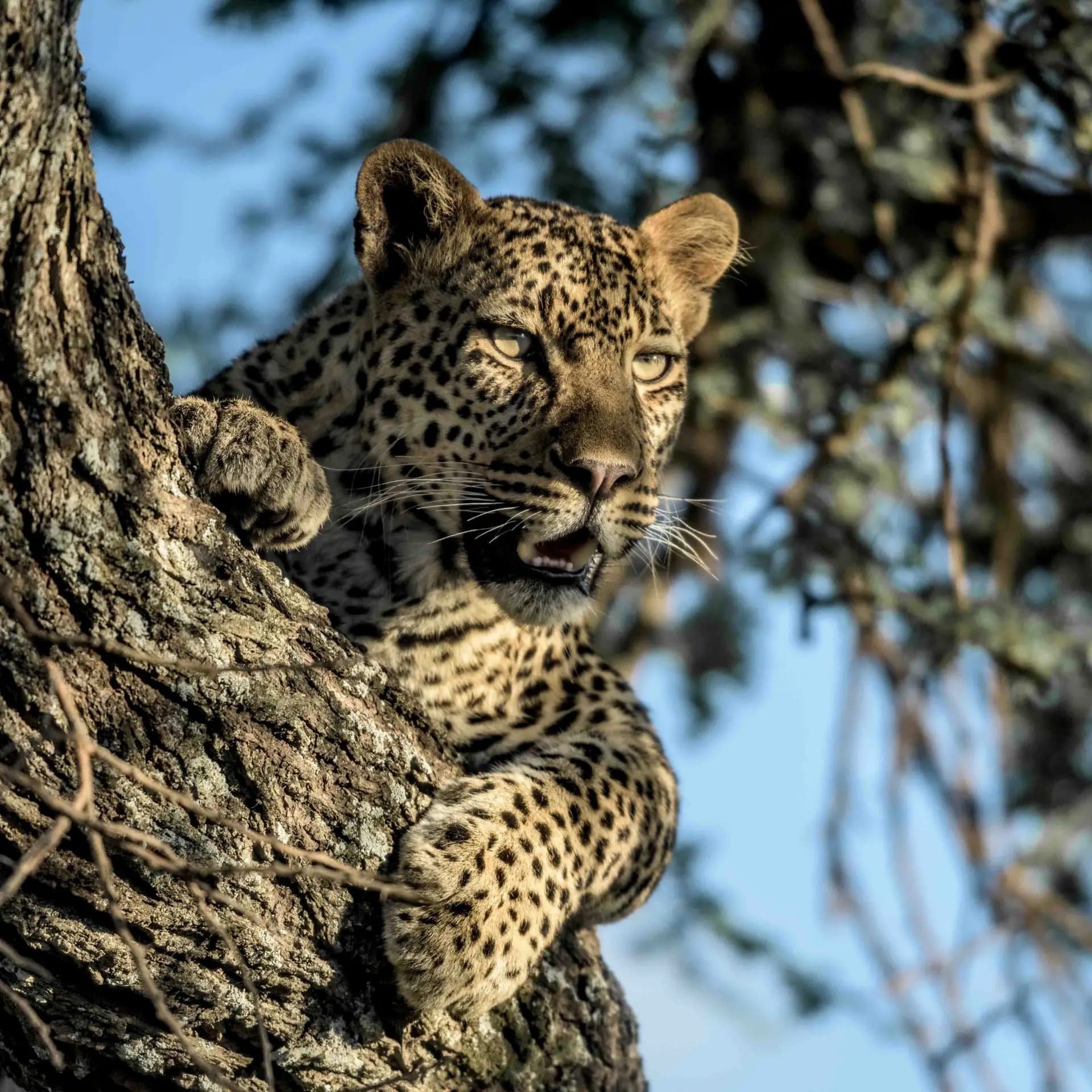 Leopard in Serengeti