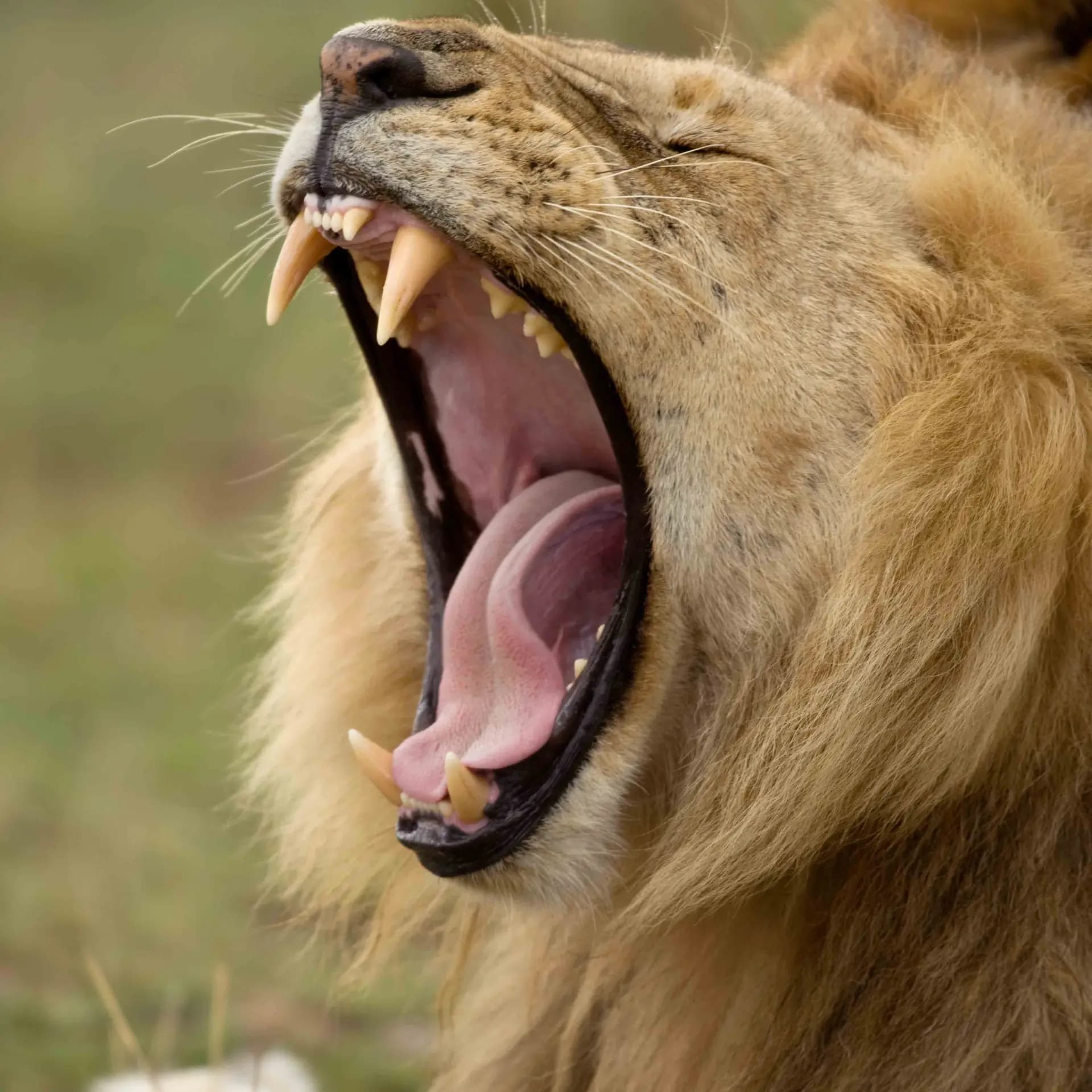 Lion in Serengeti
