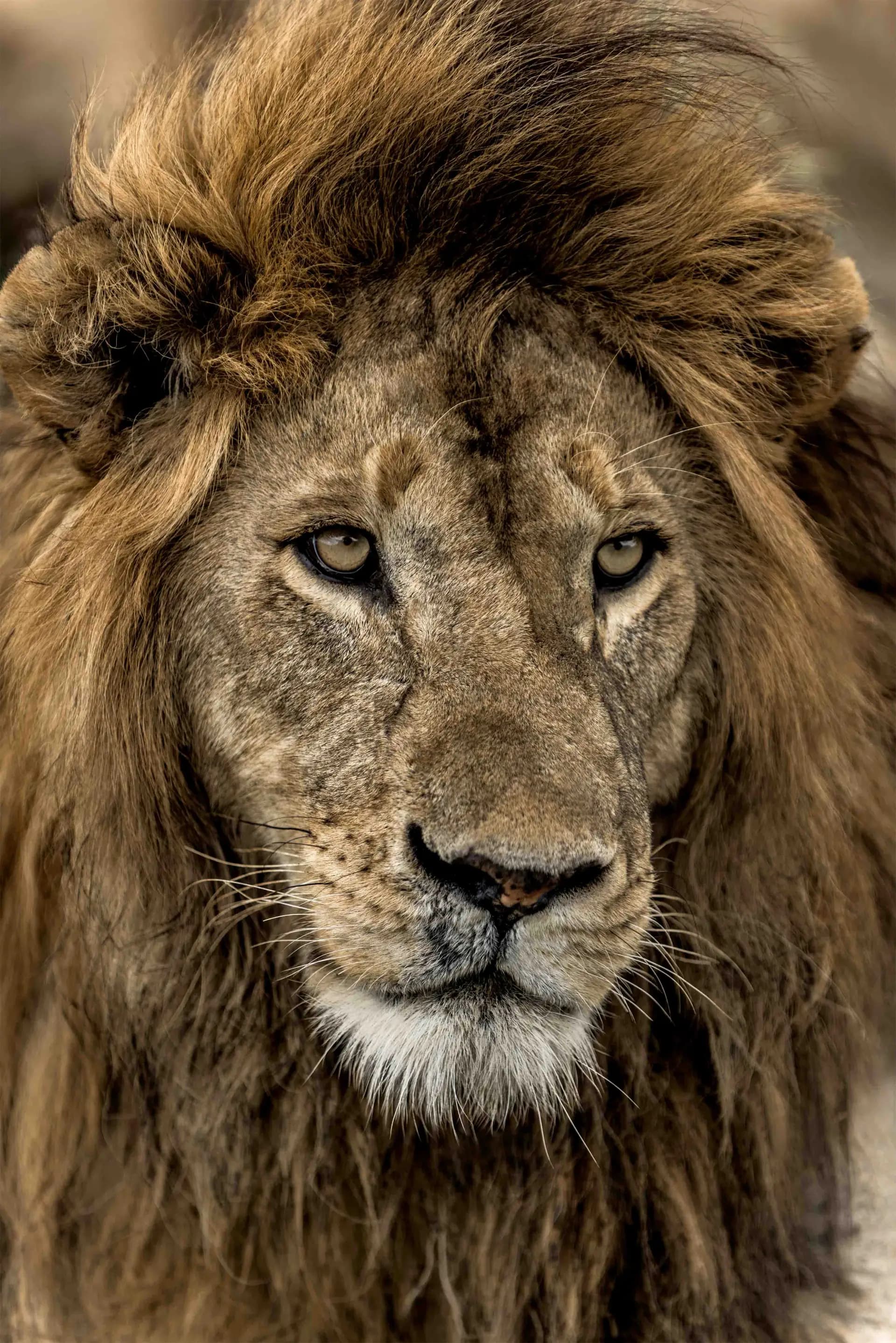 A Photographer's Guide to the Serengeti