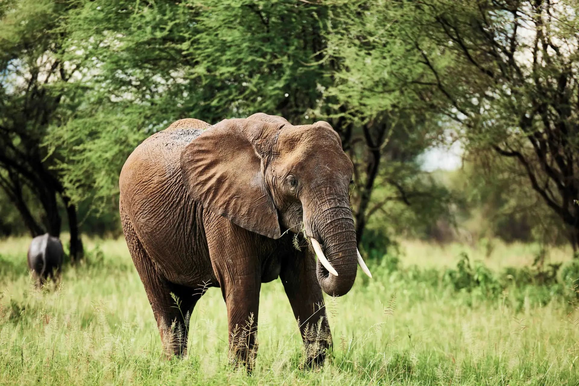 7 Days Luxury Serengeti & Ngorongoro Safari
