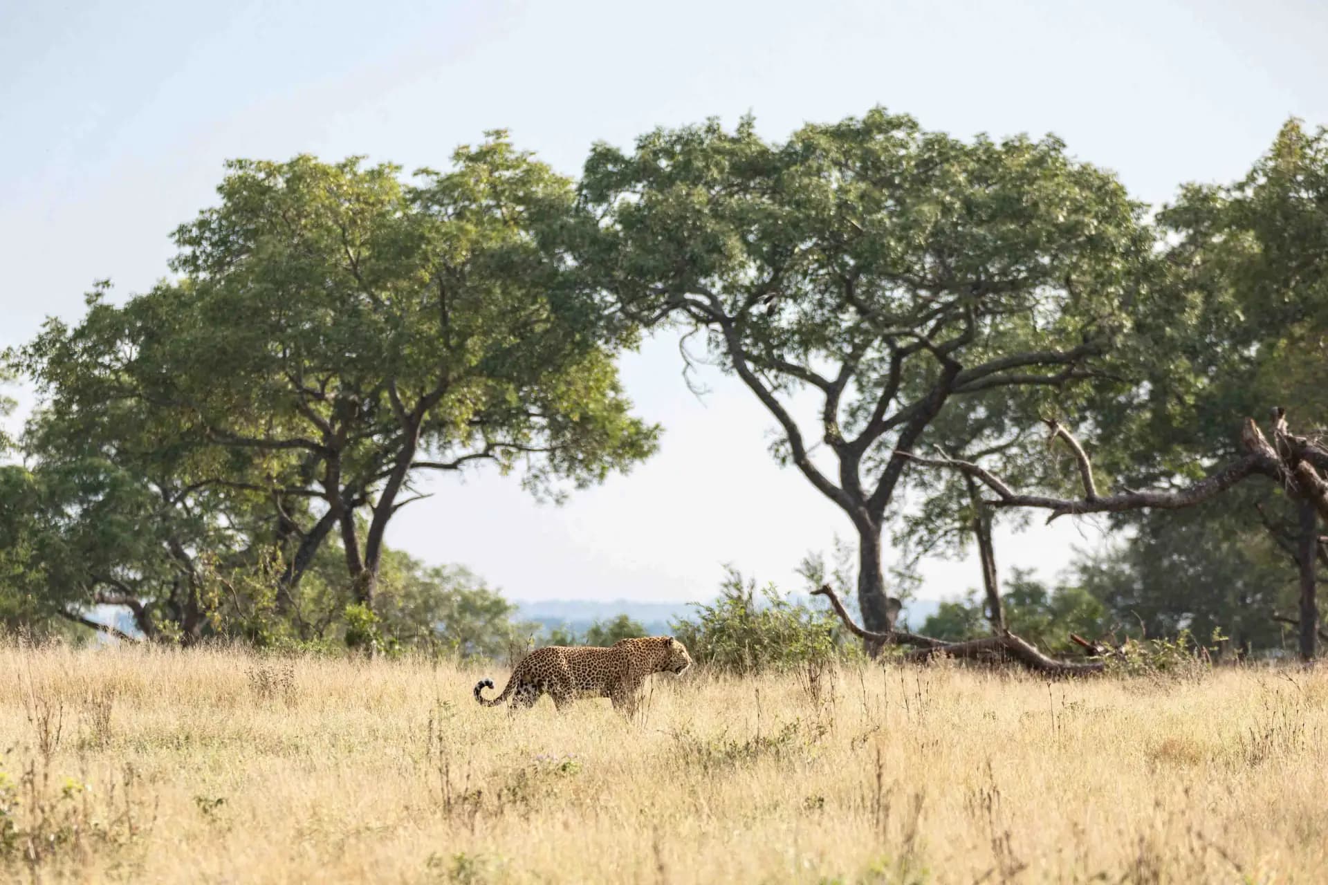 Tarangire