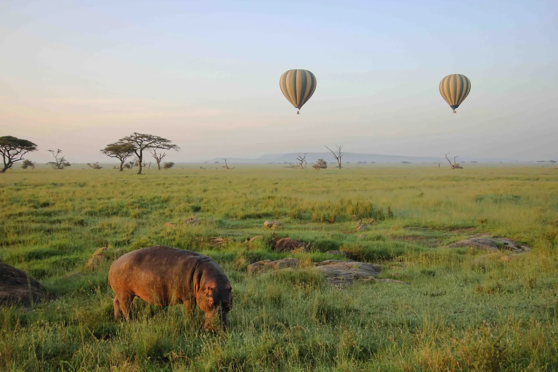 Floating over Serengeti