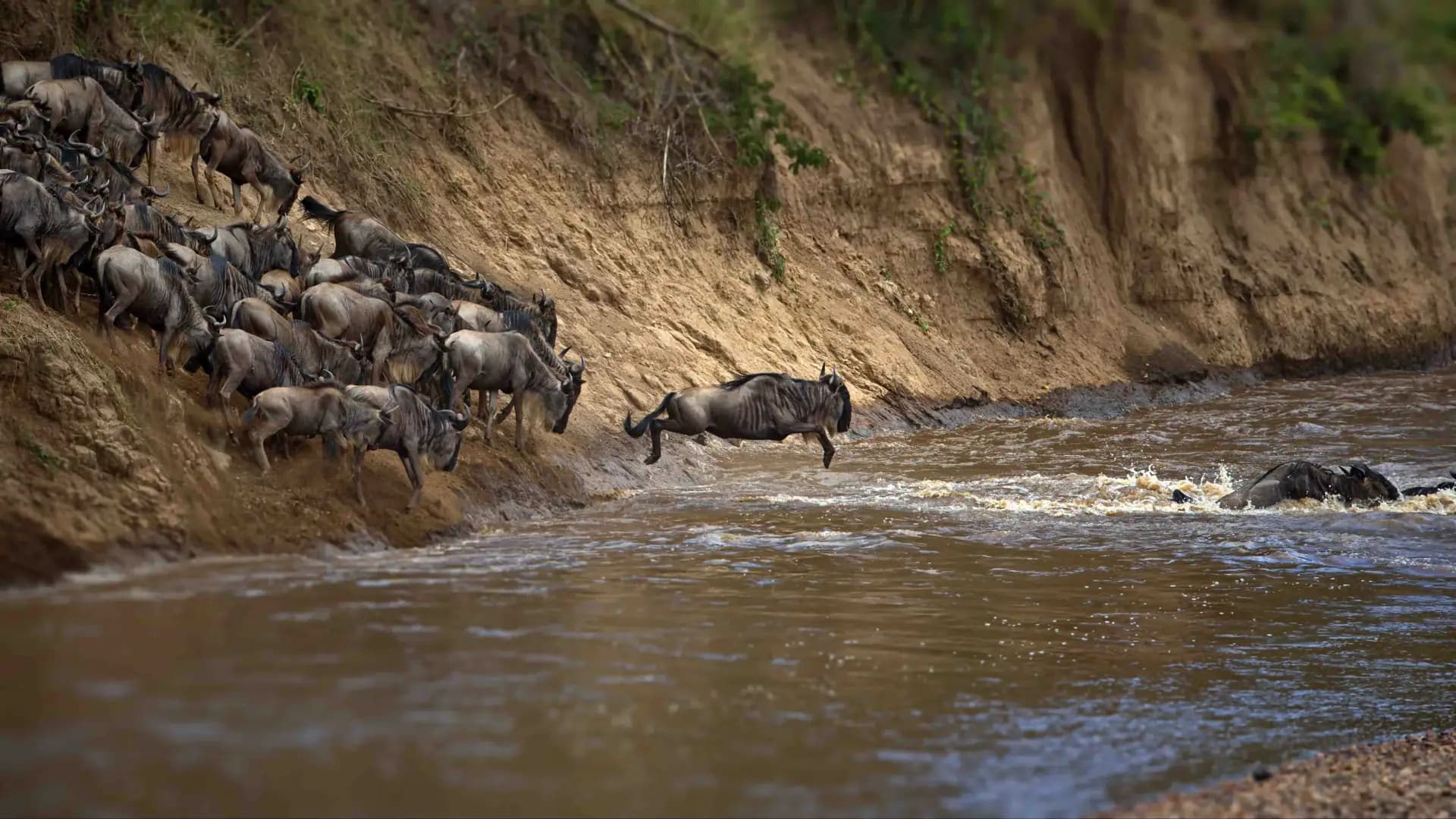 Wildebeest Herd