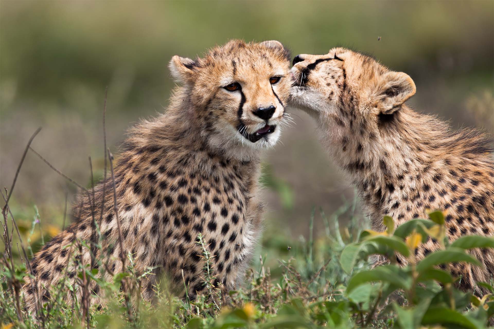 Seven Days Tanzania Safari, illustrative landscape